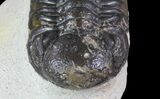 Bargain, Austerops Trilobite - Morocco #66351-2